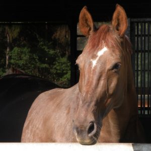 Webinar „Altes Pferd = krankes Pferd? Gesunderhaltende Fütterung von Senioren“ – 26.10.2023
