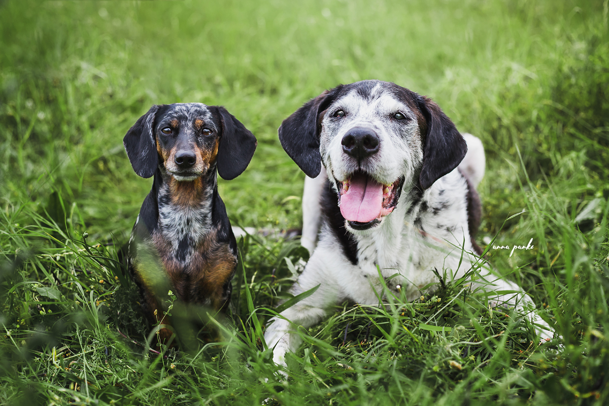 futterberatung hund
