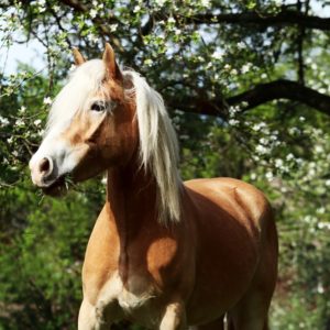 Webinar „Schockdiagnose Hufrehe – worauf es nun bei der Fütterung ankommt“ – 11.04.2023