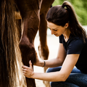 Webinar „Gesunde Sehnen und Gelenke – durch angepasste Fütterung vorbeugen und unterstützen“ – 23.05.2024