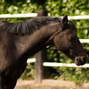 Webinar „EMS und PPID: stoffwechselerkrankte Pferde richtig füttern!“ – 19.10.2023