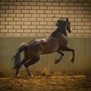 Webinar „Pferd oder Pulverfass? Fütterungstipps für nervöse und angespannte Pferde“ – 16.03.2023