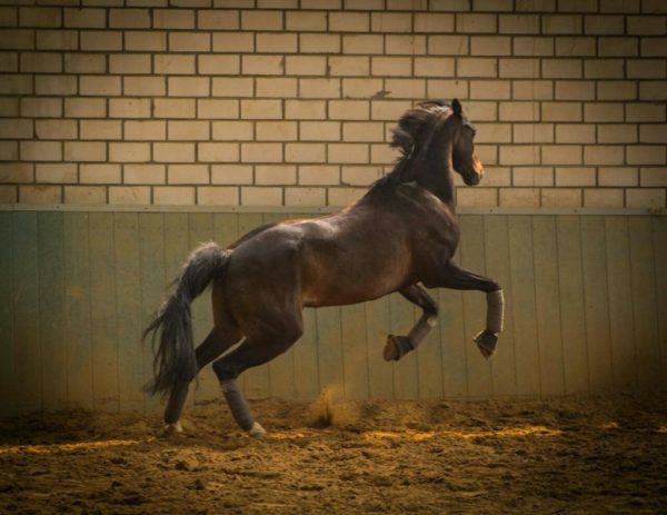 Webinar "Pferd oder Pulverfass? Fütterungstipps für nervöse und angespannte Pferde" - 17.10.2024