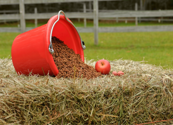 GRATISWEBINAR "Das 1x1 der Futtermittellagerung: praktische Tipps für optimale Hygiene“ – 02.10.2024